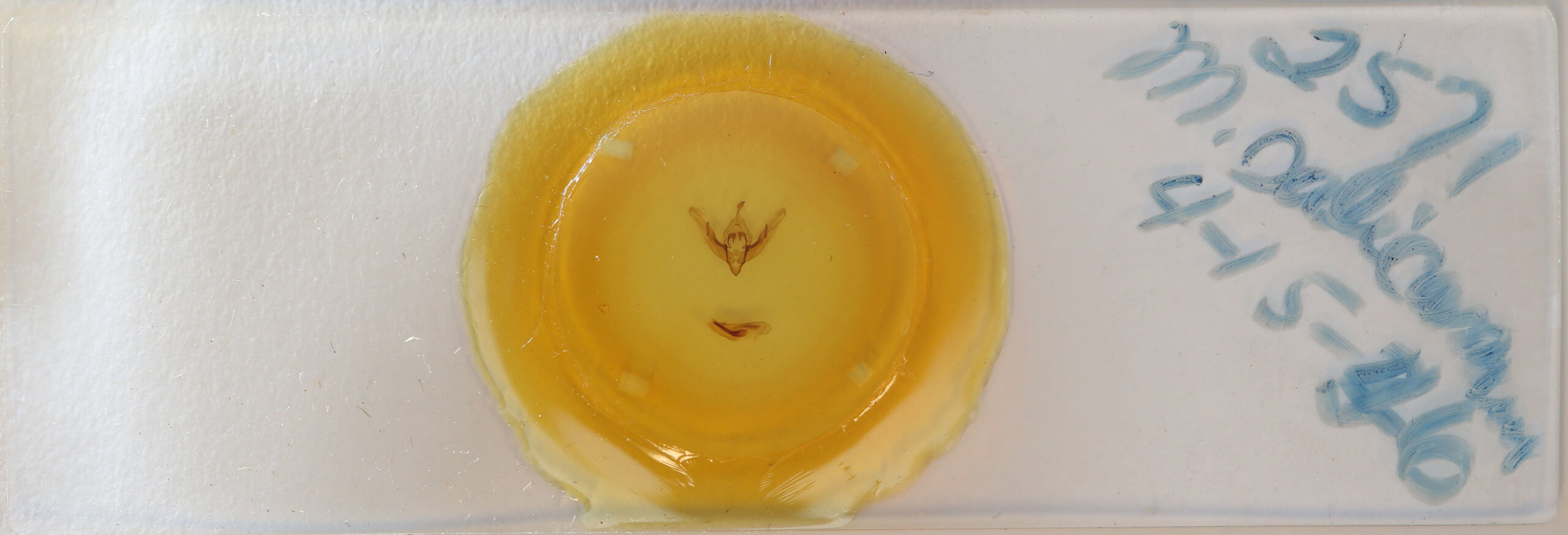 slide view of adult Cerastis salicarum