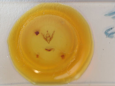 slide view of adult Cerastis salicarum