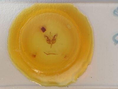 slide view of adult Orthosia  alurina