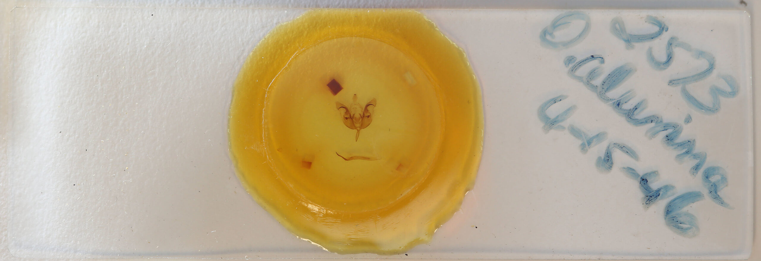 slide view of adult Orthosia  alurina