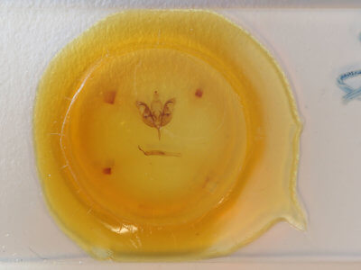 slide view of adult Orthosia alurina