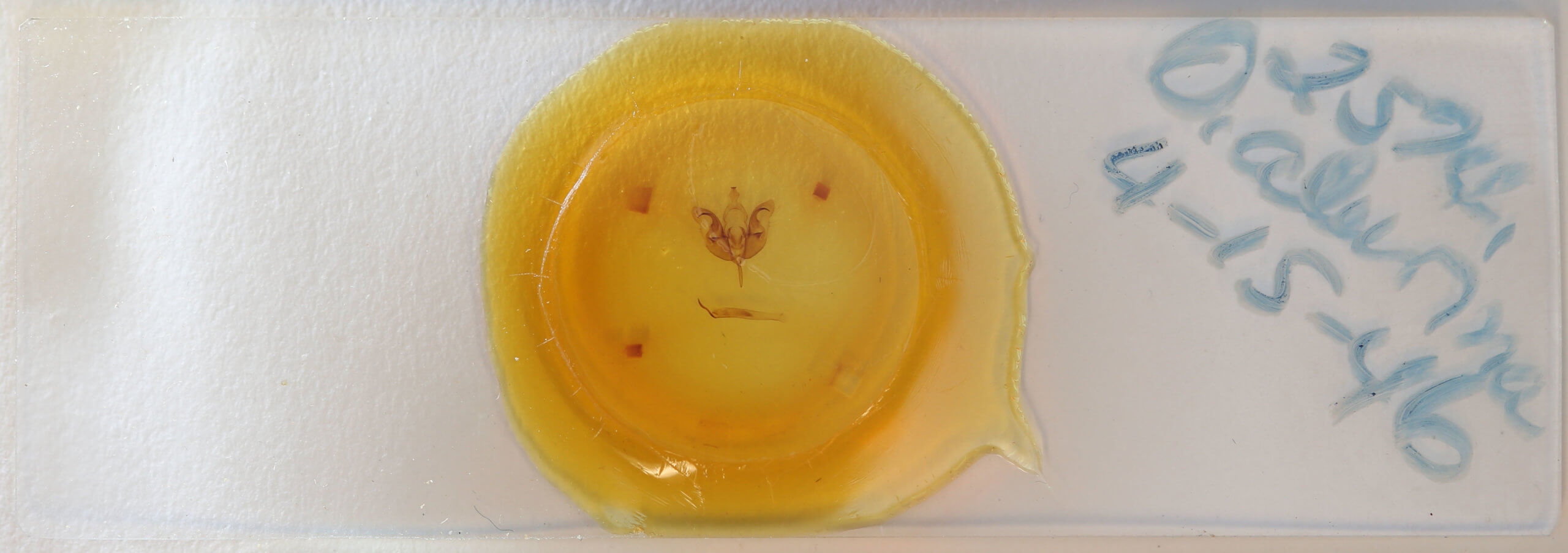 slide view of adult Orthosia alurina