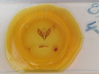 slide view of adult Orthosia rubescens