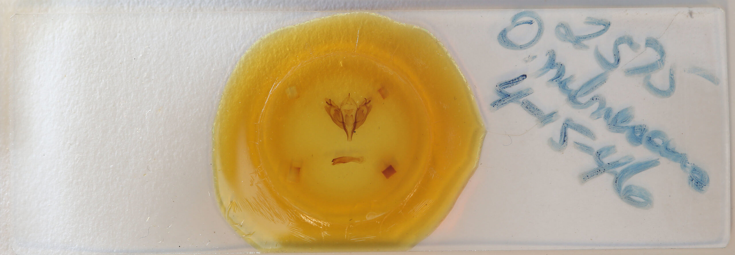 slide view of adult Orthosia rubescens