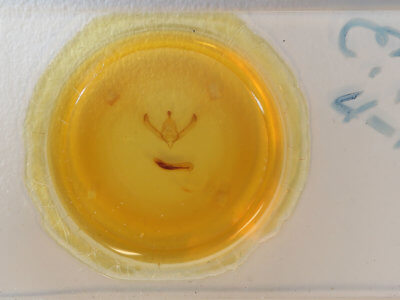 slide view of adult Psaphida rolandi