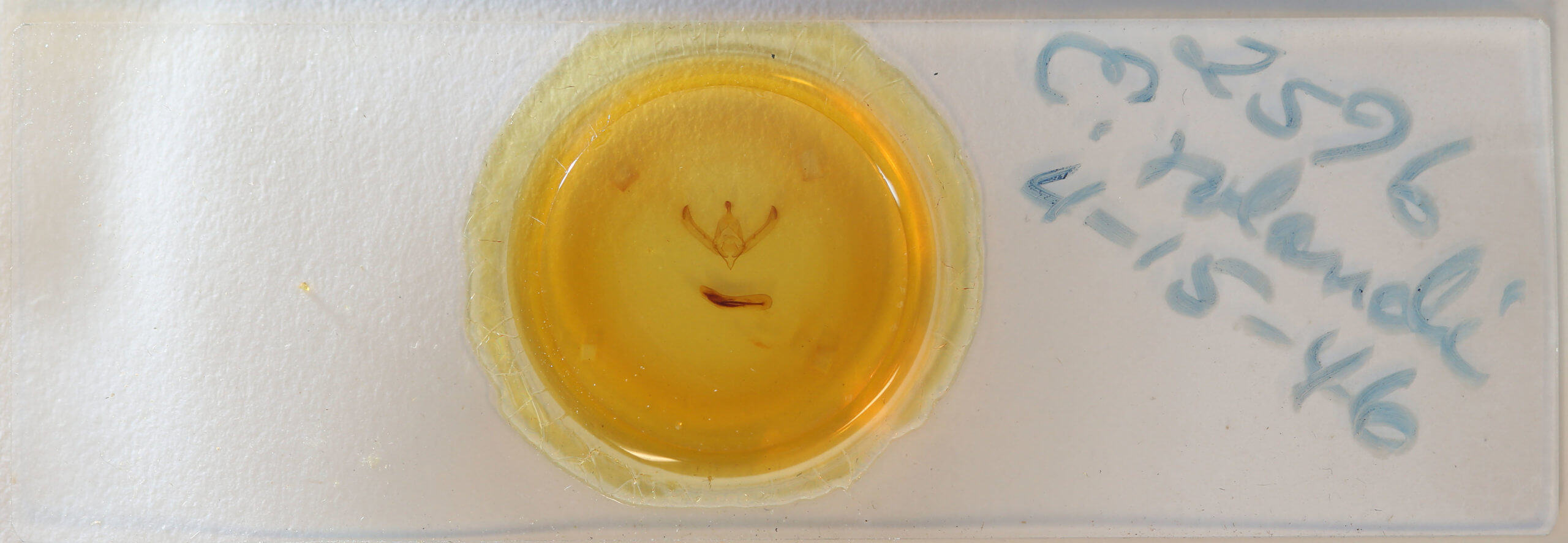 slide view of adult Psaphida rolandi