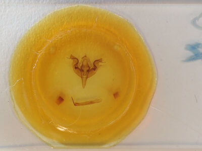 slide view of adult Orthosia hibisci