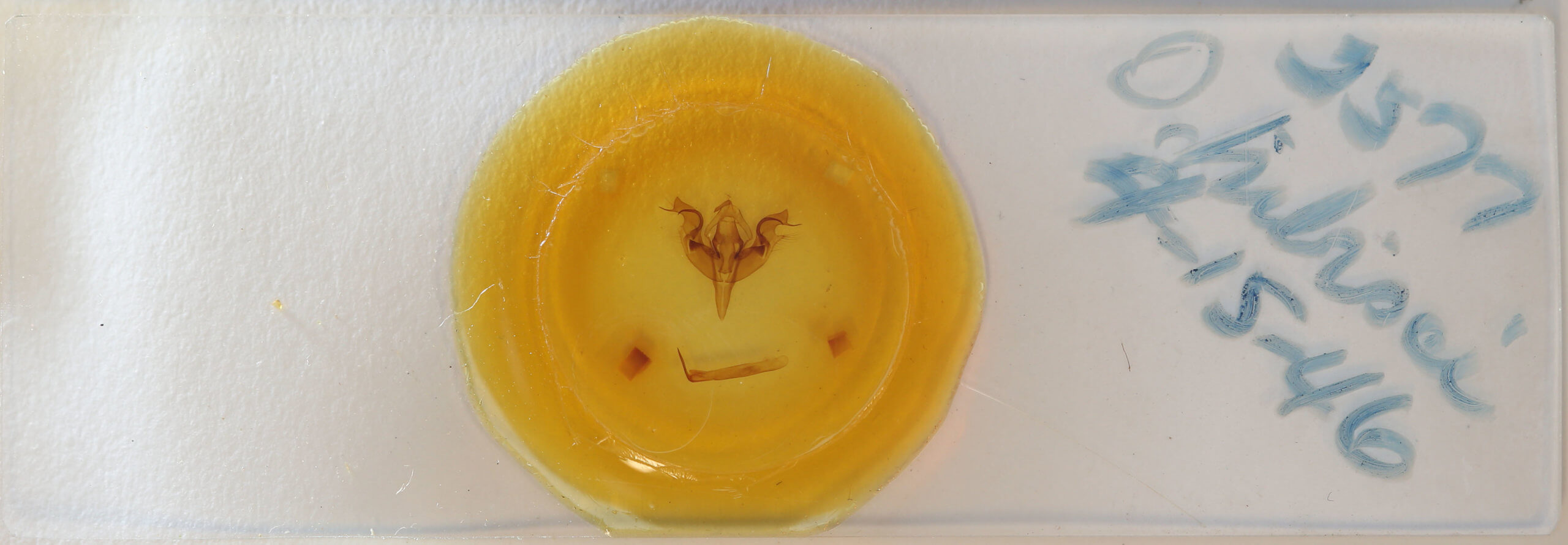 slide view of adult Orthosia hibisci