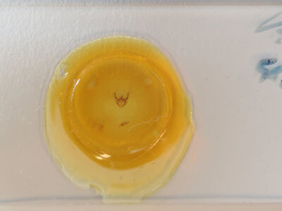 slide view of adult Phigalia titea