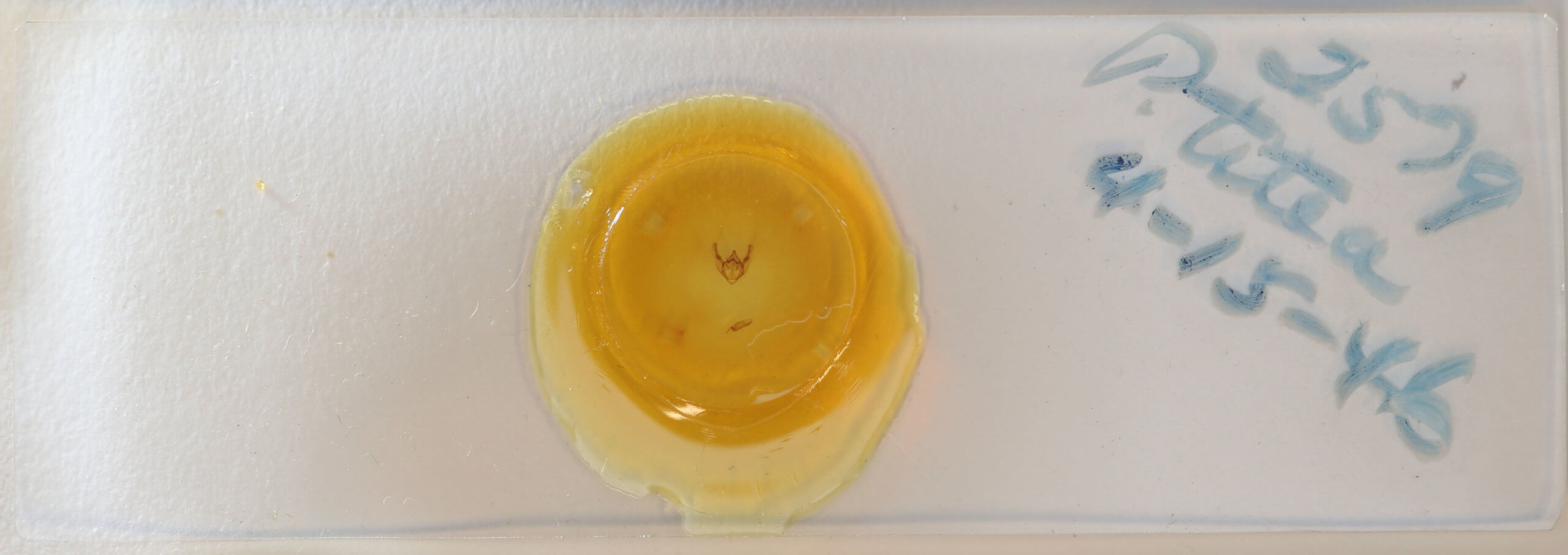 slide view of adult Phigalia titea