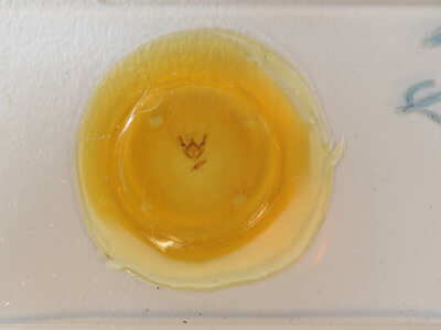 slide view of adult Phigalia titea