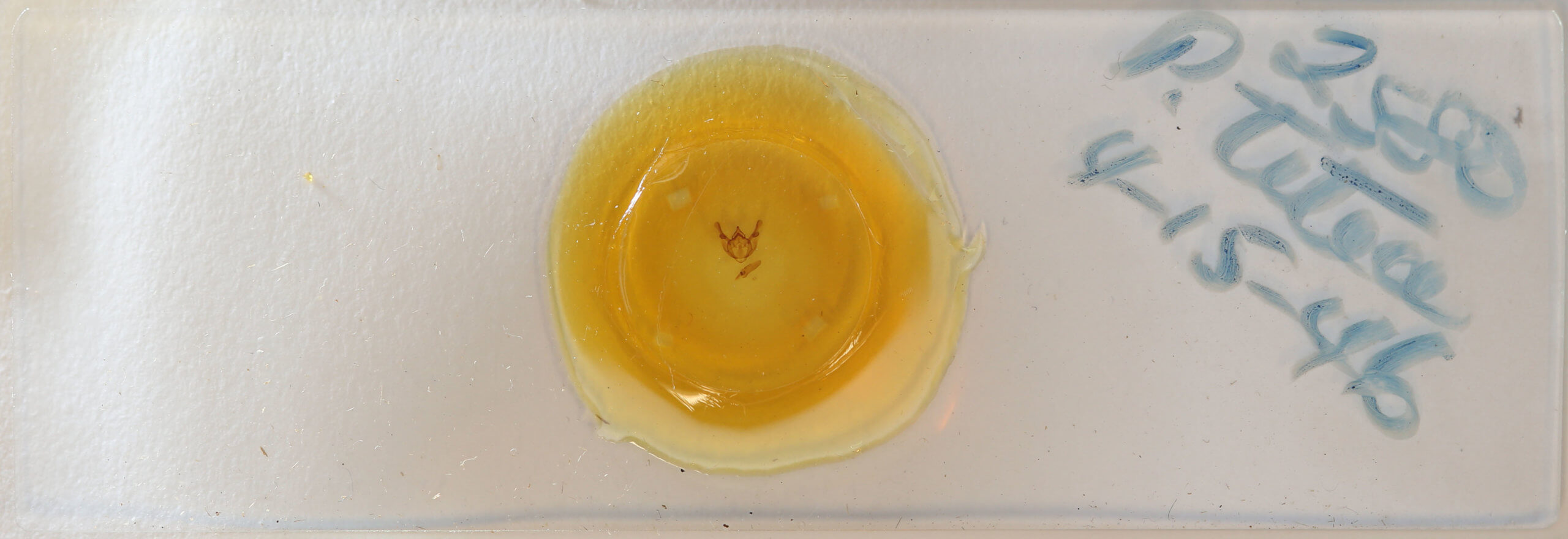 slide view of adult Phigalia titea