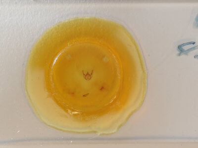 slide view of adult Phigalia titea