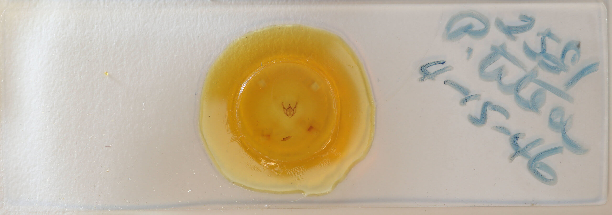 slide view of adult Phigalia titea