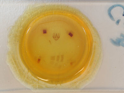 slide view of adult Cleora sublunaria