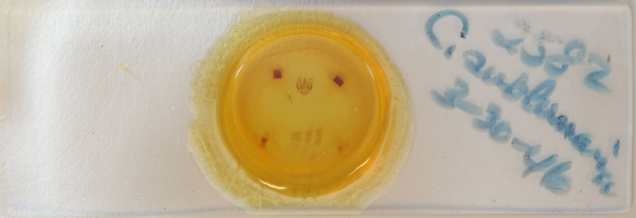 slide view of adult Cleora sublunaria