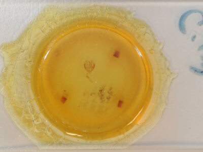 slide view of adult Cleora projecta