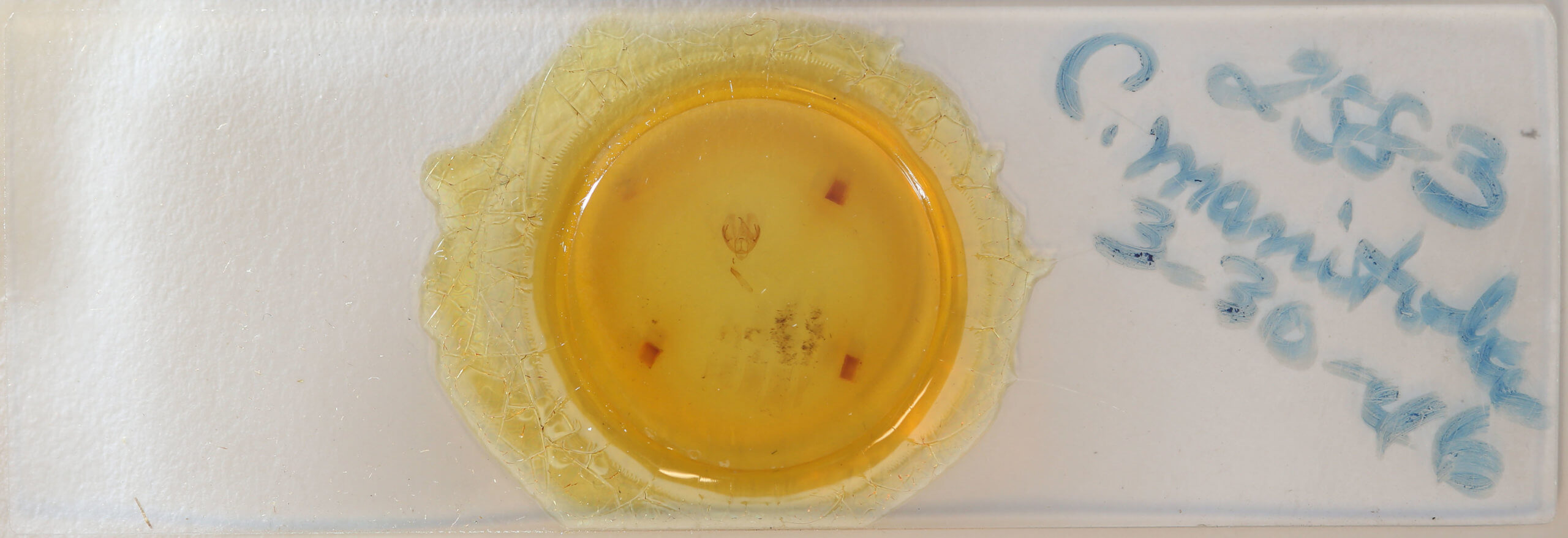 slide view of adult Cleora projecta