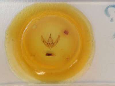 slide view of adult Copivaleria grotei