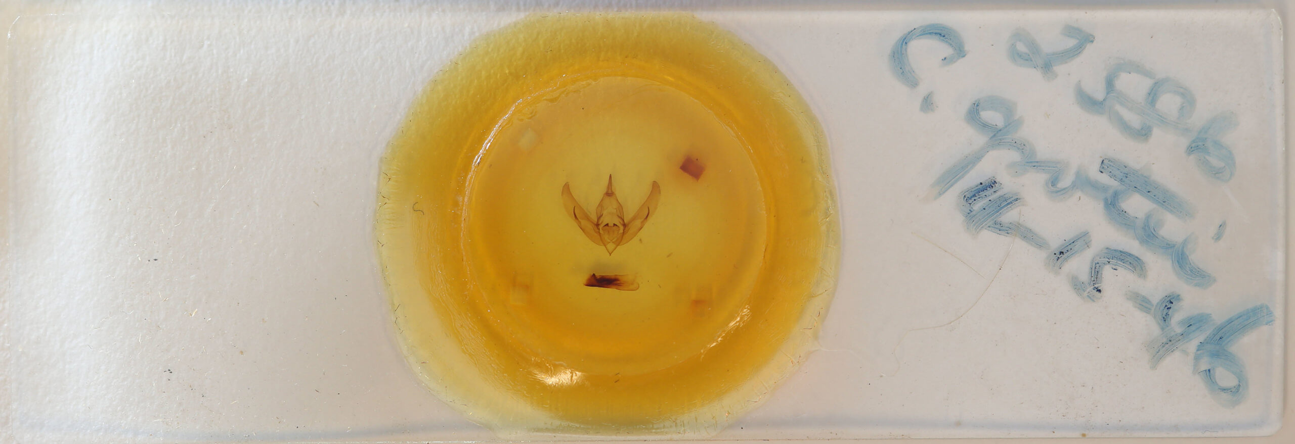 slide view of adult Copivaleria grotei