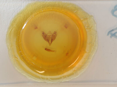 slide view of adult Orthosia rubescens