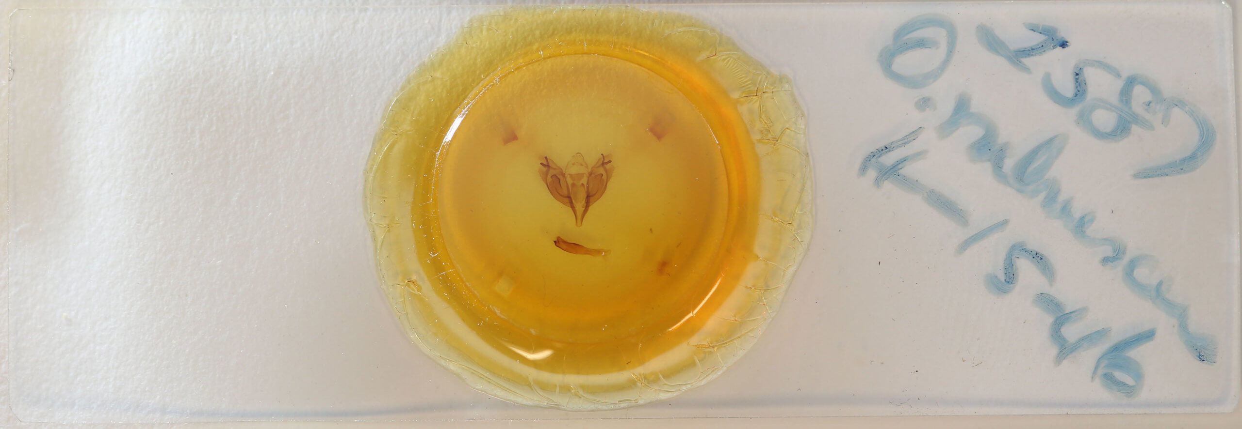 slide view of adult Orthosia rubescens