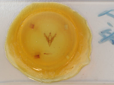 slide view of adult Feralia jocosa