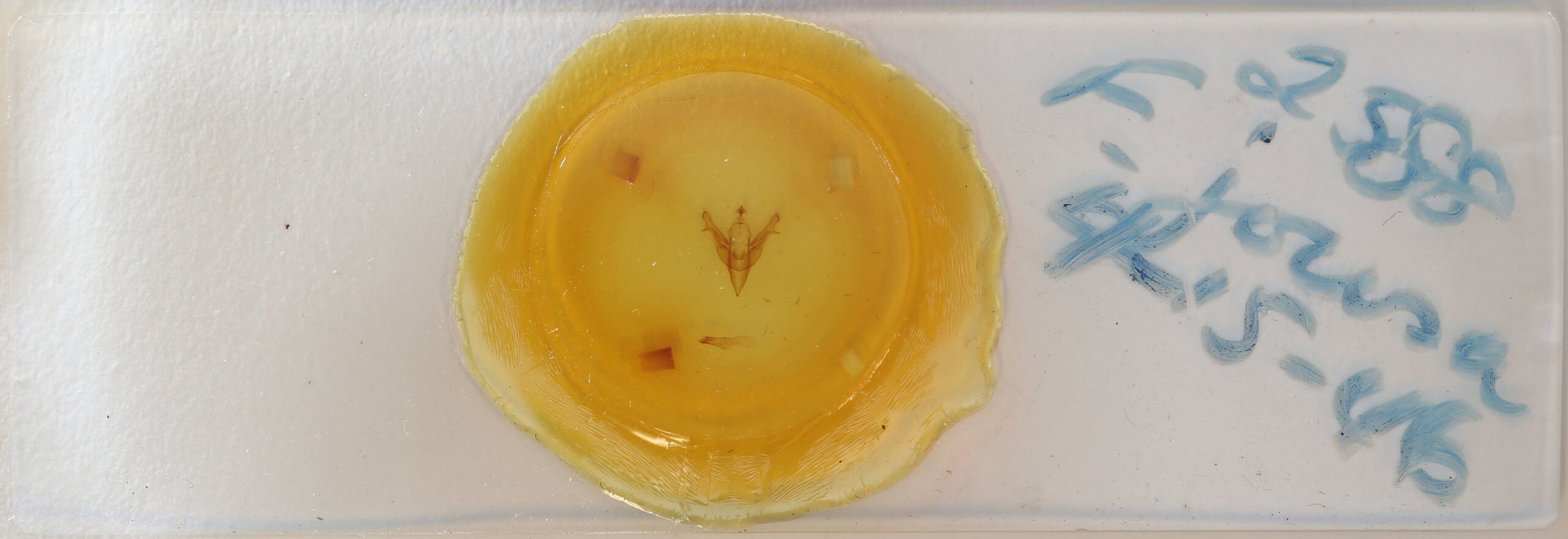 slide view of adult Feralia jocosa