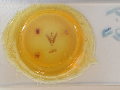 slide view of adult Feralia jocosa