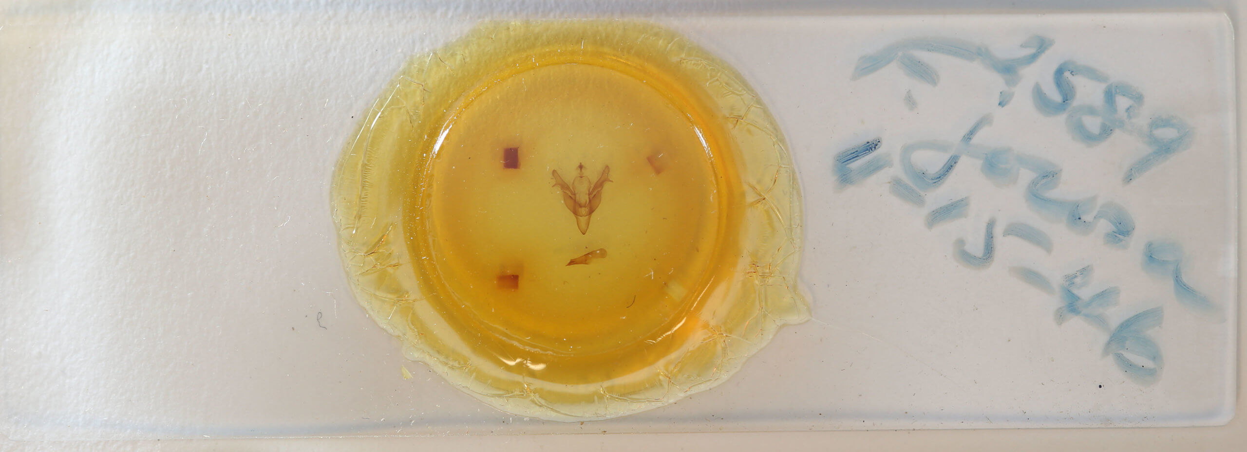 slide view of adult Feralia jocosa