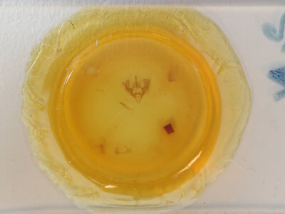 slide view of adult Scoliopteryx libatrix