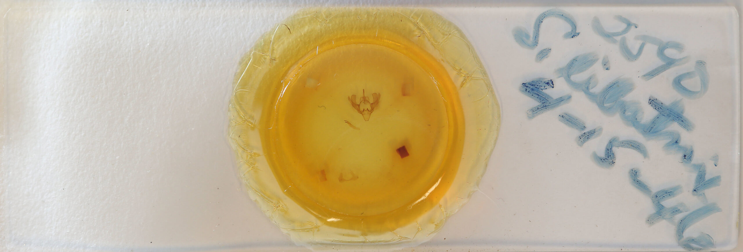 slide view of adult Scoliopteryx libatrix