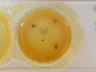 slide view of adult Euchlaena pectinaria