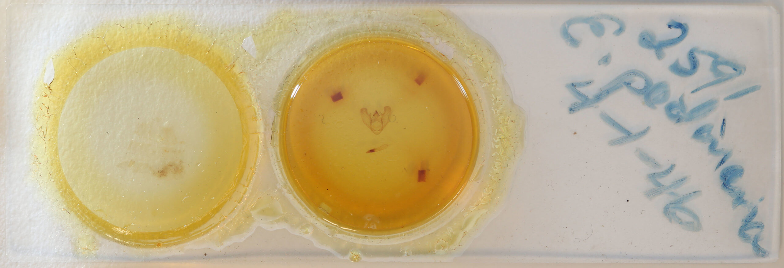 slide view of adult Euchlaena pectinaria