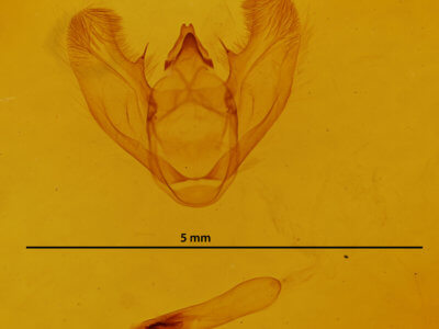 genitalia view of adult Euchlaena pectinaria