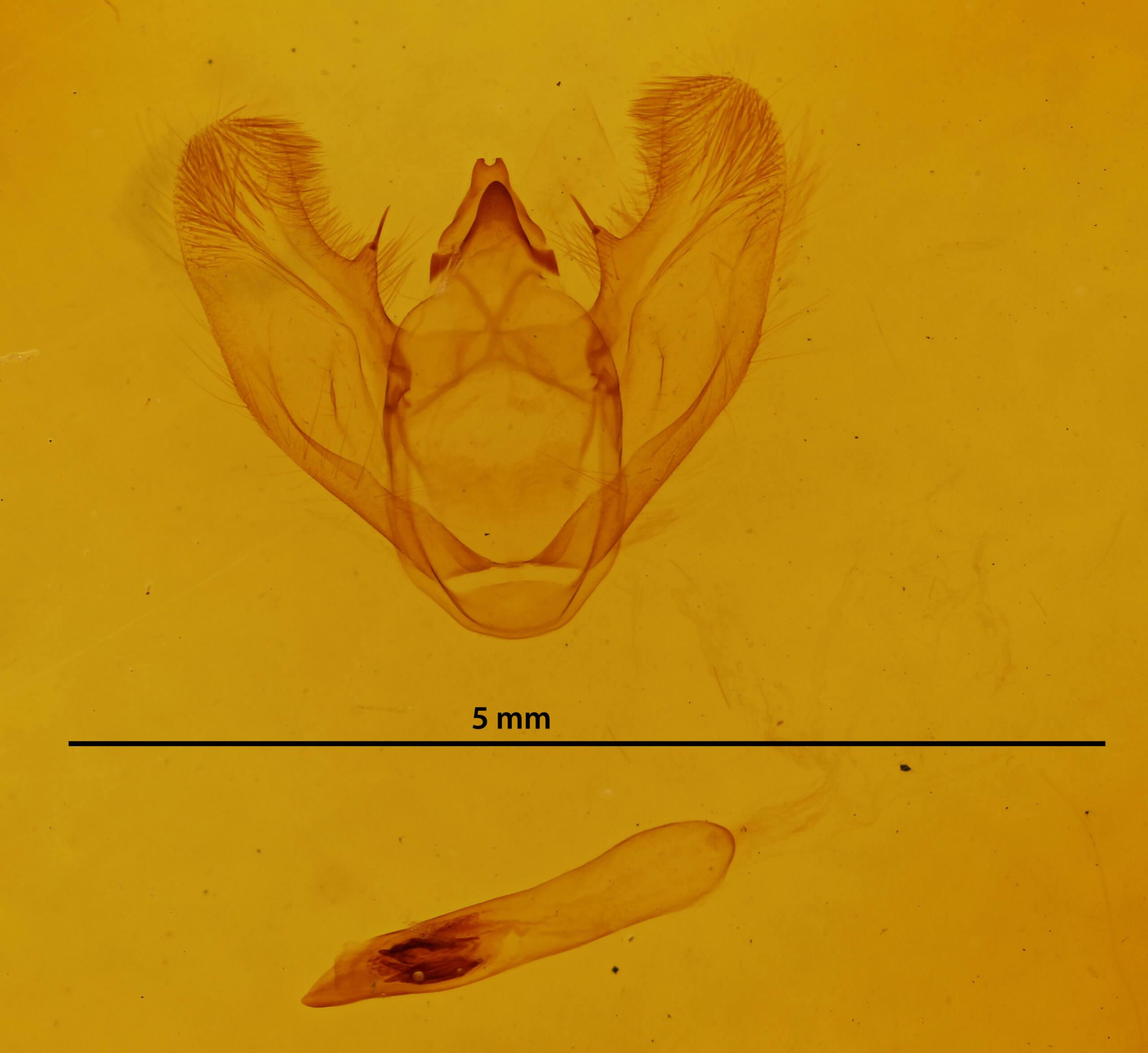 genitalia view of adult Euchlaena pectinaria