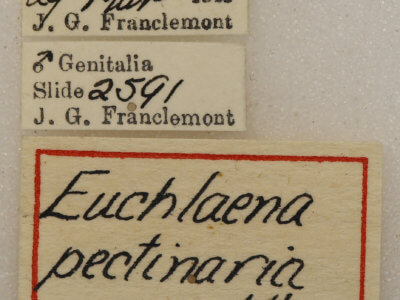 label view of adult Euchlaena pectinaria