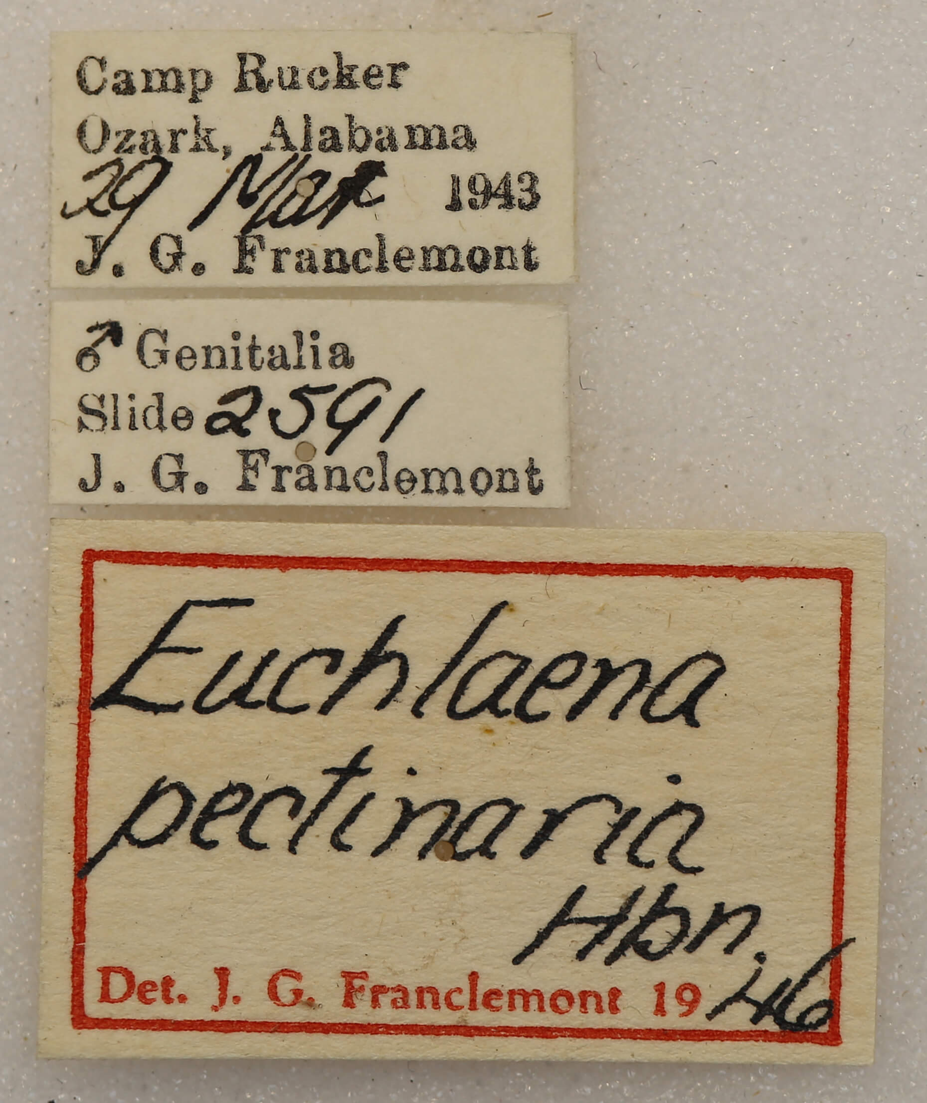 label view of adult Euchlaena pectinaria