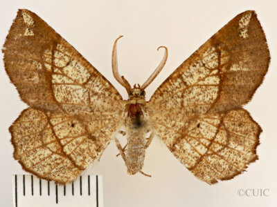 dorsal view of adult Euchlaena madusaria