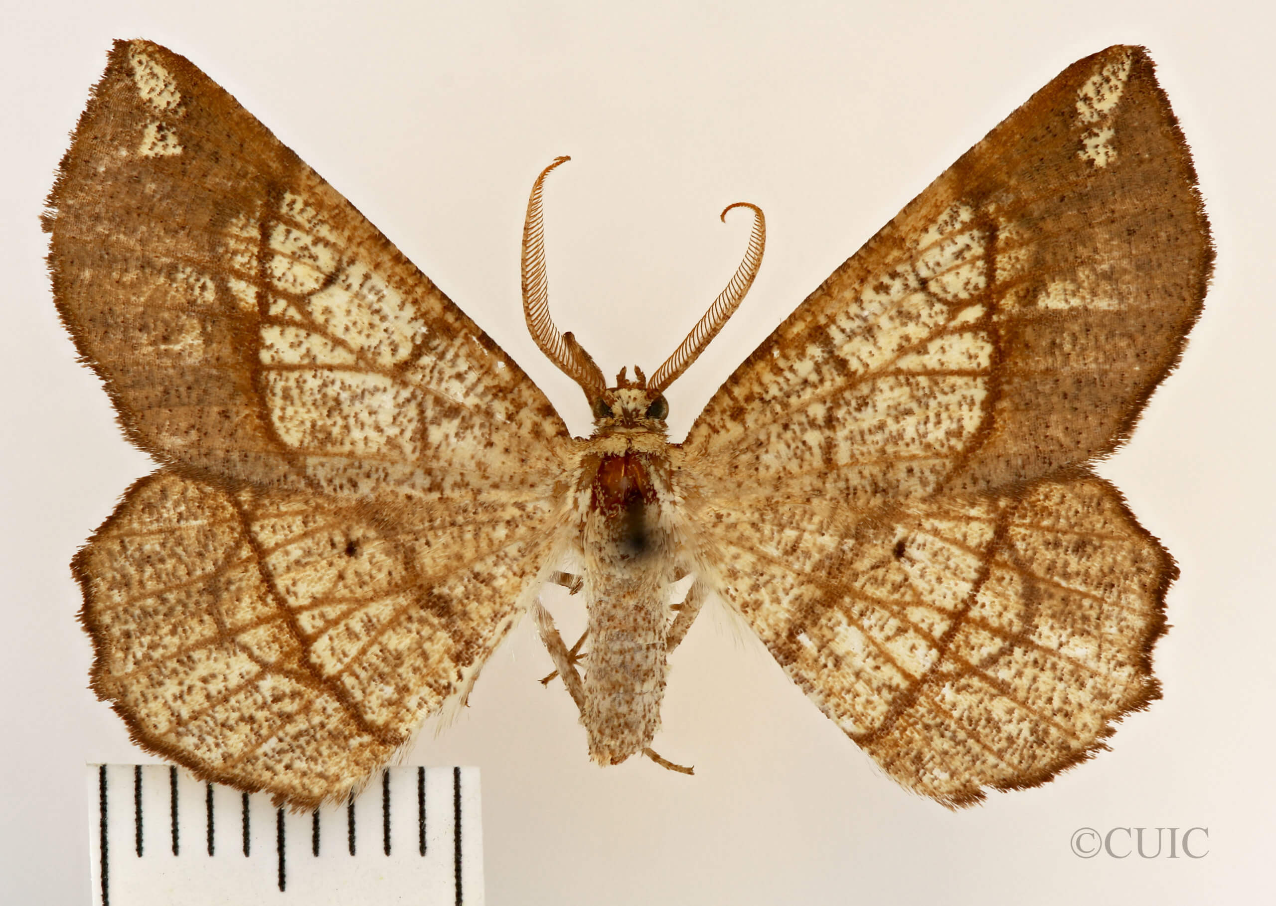 dorsal view of adult Euchlaena madusaria