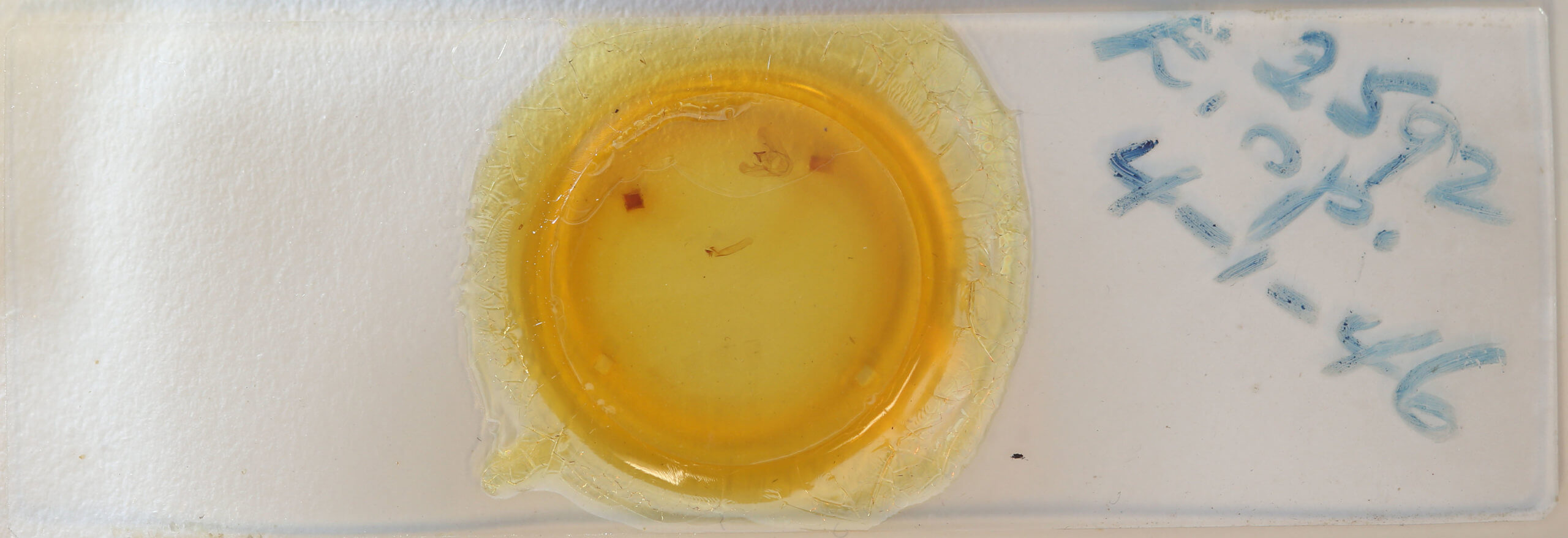 slide view of adult Euchlaena madusaria