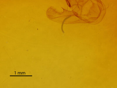 genitalia view of adult Euchlaena madusaria
