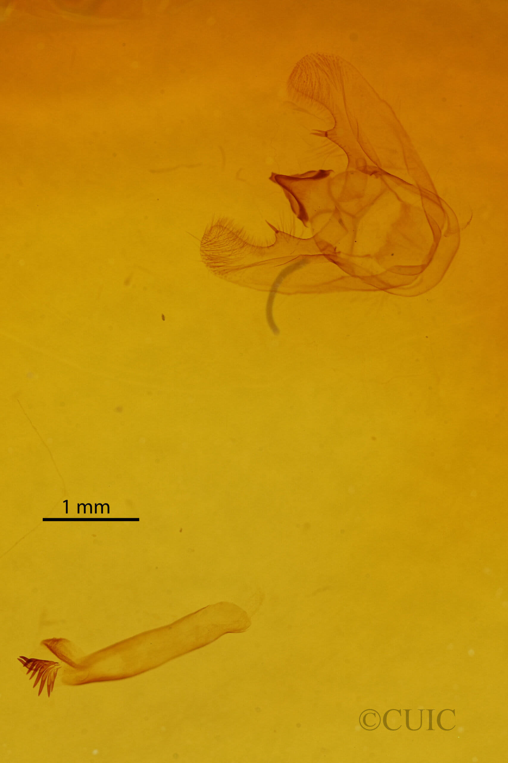 genitalia view of adult Euchlaena madusaria