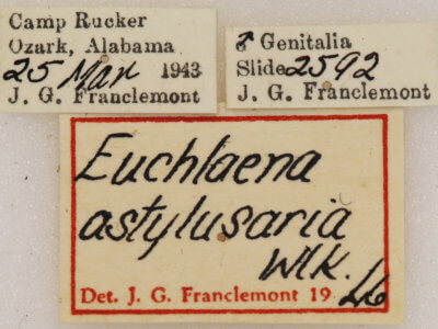 label view of adult Euchlaena madusaria