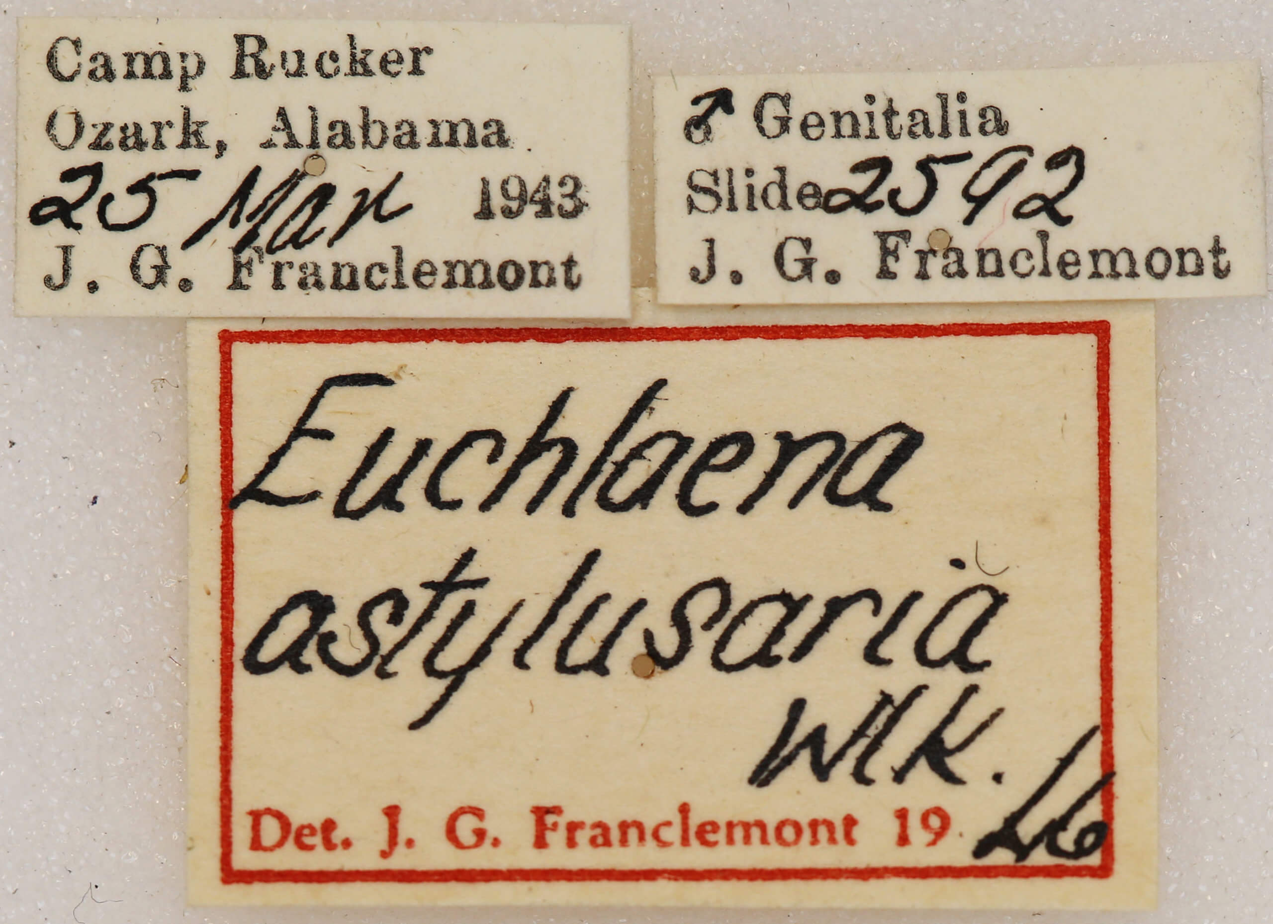 label view of adult Euchlaena madusaria