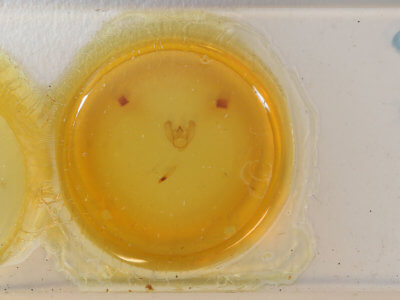 slide view of adult Euchlaena pectinaria