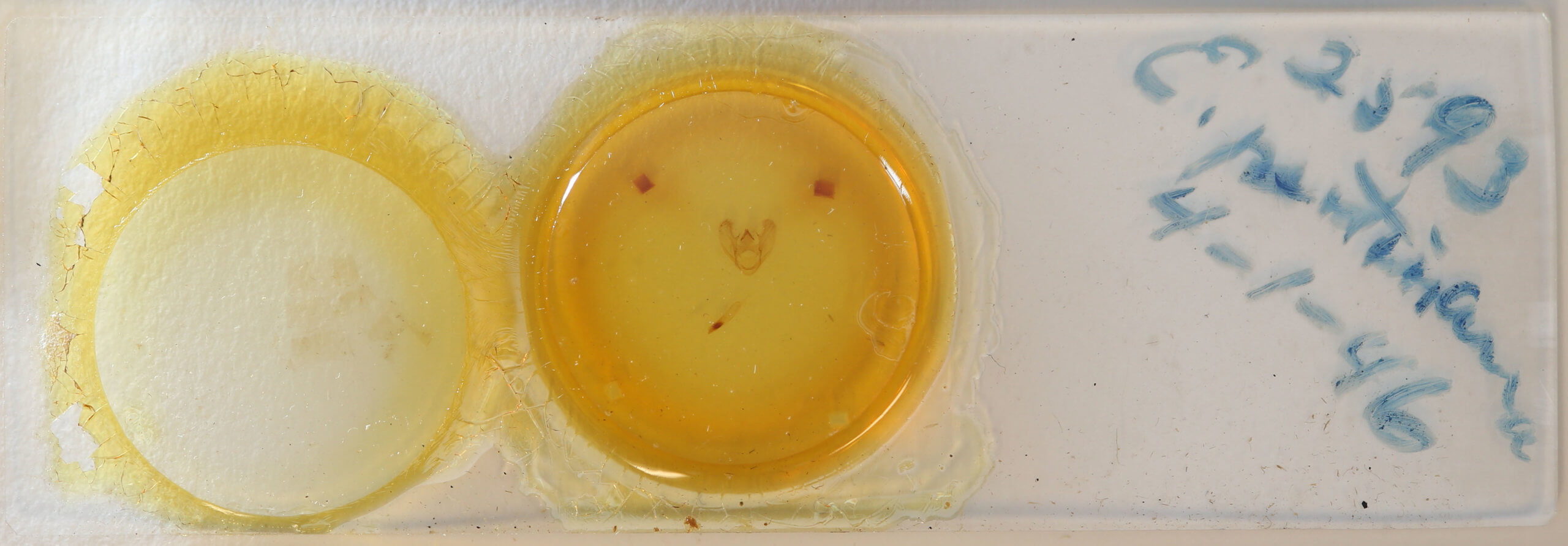 slide view of adult Euchlaena pectinaria