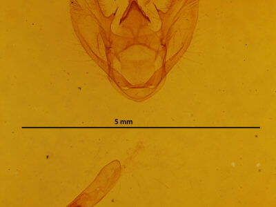 genitalia view of adult Euchlaena pectinaria