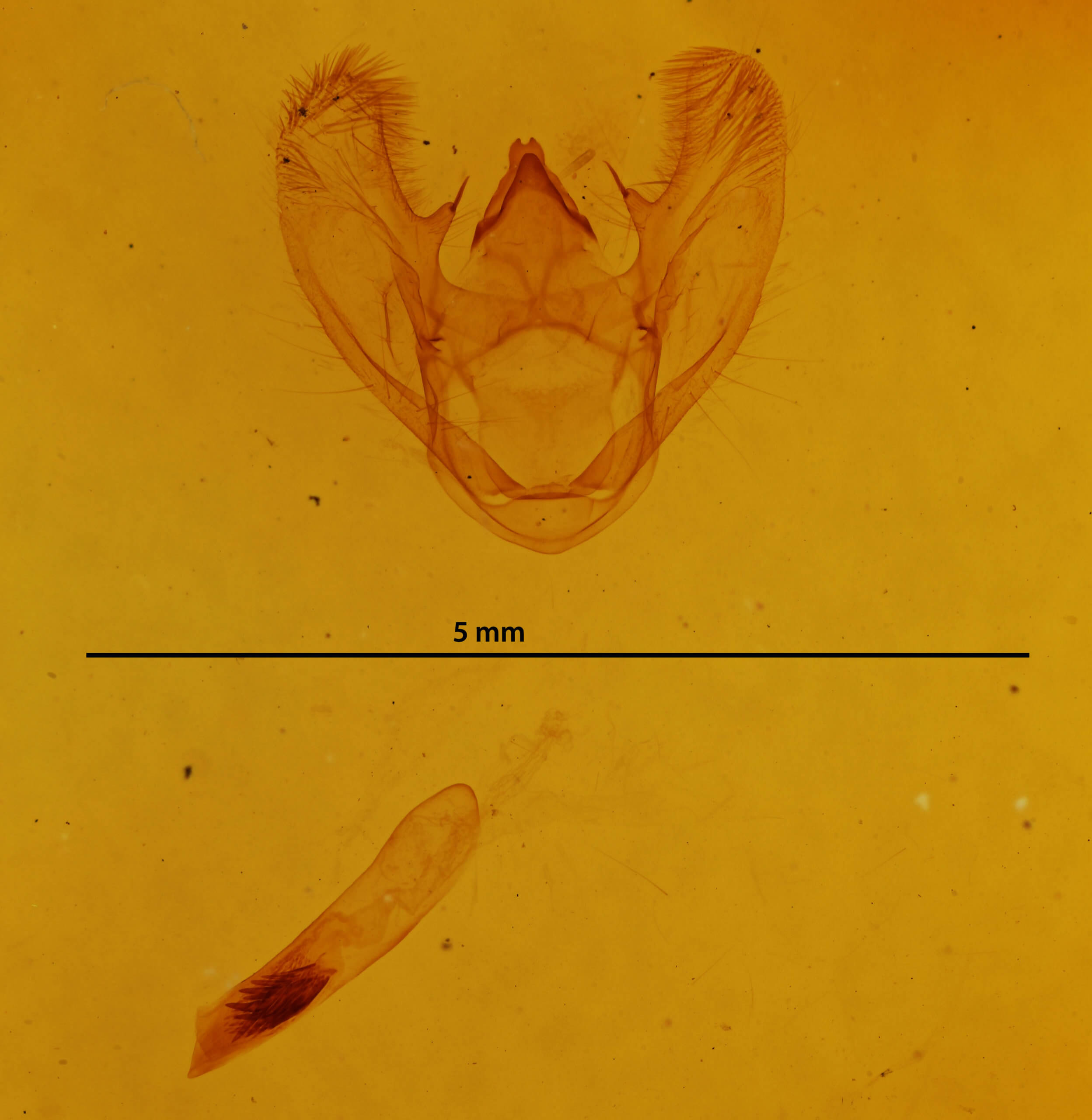 genitalia view of adult Euchlaena pectinaria