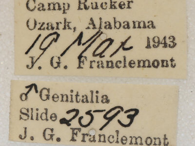 label view of adult Euchlaena pectinaria